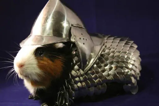 A vendre : une armure pour... cochon d'Inde