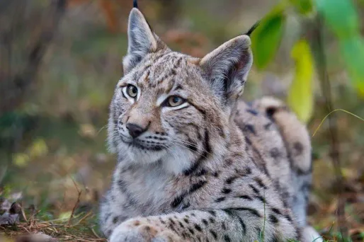 Drôle de découverte à Saint-Tropez