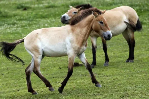 L'ADN d'un cheval vieux de 700.000 ans décodé