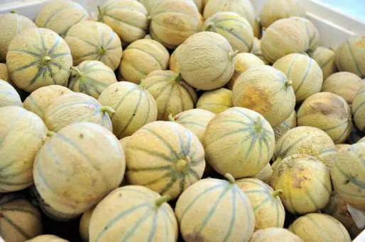 Le cannabis était caché avec les melons