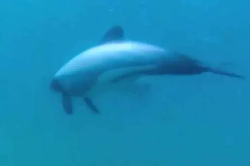 Le plus petit dauphin du monde va disparaitre