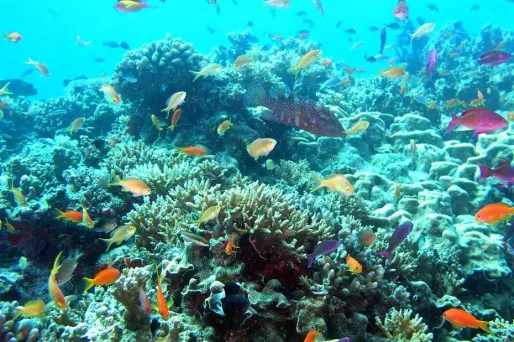 Des bombes larguées sur la Grande barrière de corail