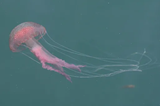 L'été est là, revoilà les méduses