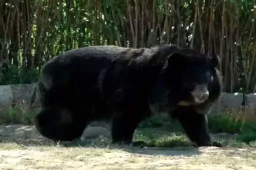 L'ourse Viviane "est revenue de congés"