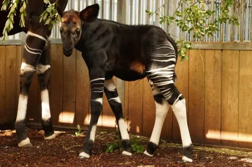 Un bébé okapi naît au zoo de Beauval