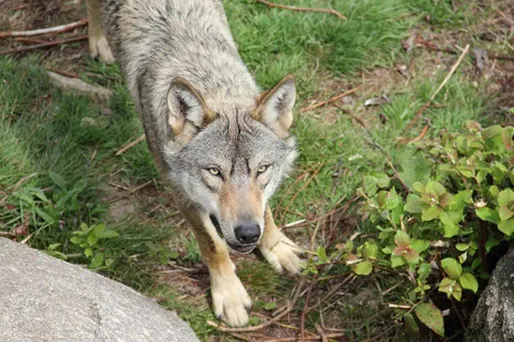 Les attaques de loup ont augmenté de 18 % en un an.