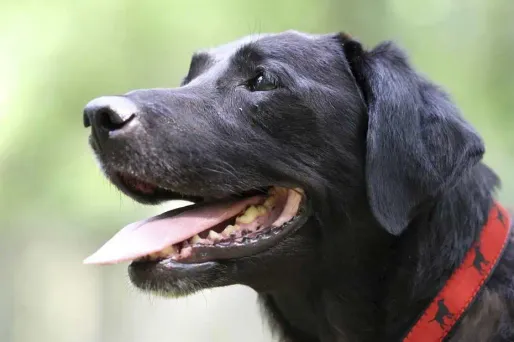 (Photo d'illustration)