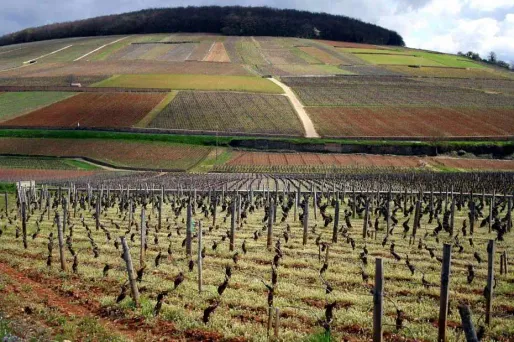 Des pesticides dans tous les vins