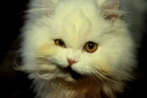 Iran : faut-il envoyer un chat dans l’espace ?