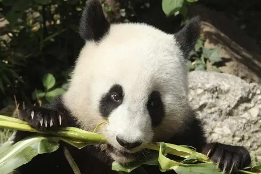 La Chine prête à la Wallonie deux pandas... dont rêvait la Flandre