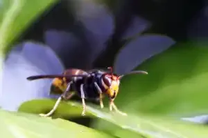 Des fleurs plantées pour les abeilles
