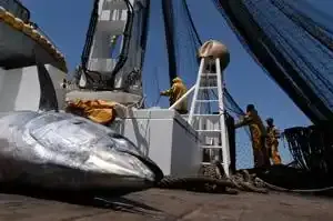 Thon rouge : la France ne tranche pas