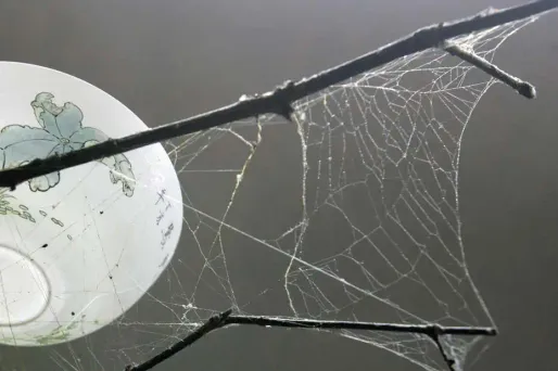 Un collège envahi par des araignées