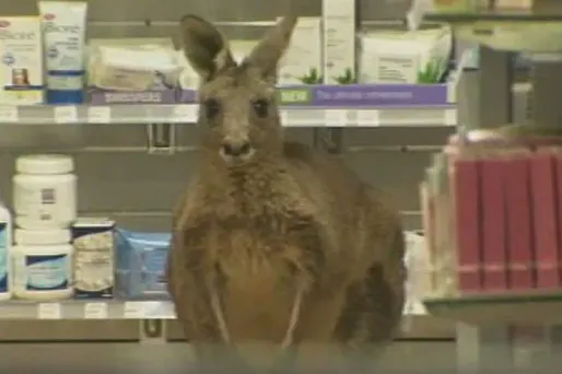 Cyrus, le kangourou blessé, s'est réfugié dans une pharmacie du terminal aéroportuaire.