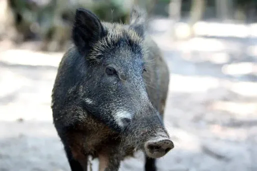 Des sangliers sèment la panique à Toulouse