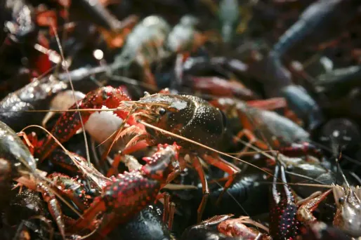L’écrevisse américaine menace le Bois de Boulogne