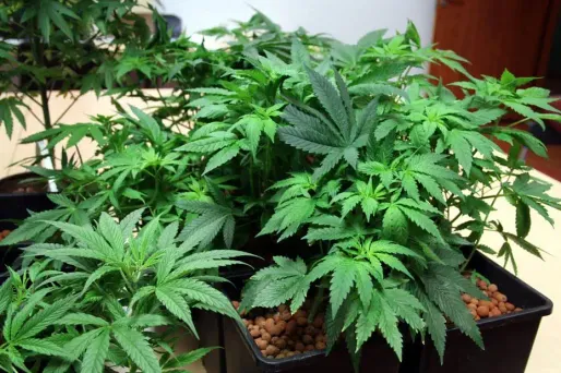 1.000 pieds de cannabis découverts par hasard