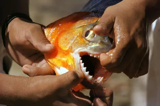 Attaque de piranhas : 60 blessés en Argentine