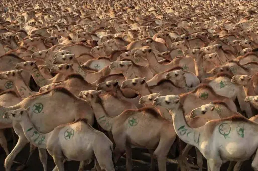 En Somalie, dans le port de Mogadiscio, ces chameaux sont inspectés avant d'être exportés vers les pays du Moyen-Orient.