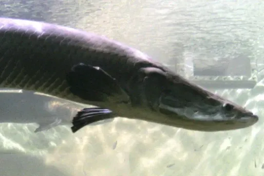 L'arapaima, le poisson aux écailles blindées.