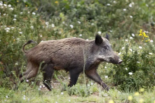 L'animal a été aperçu sur l'île anglo-normande d'Aurigny.