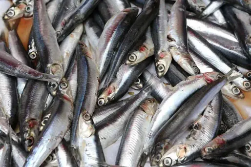 L'homme pas mieux que l'anchois dans la chaîne alimentaire