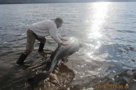 Le requin a mis 30 minutes avant de se remettre à respirer.