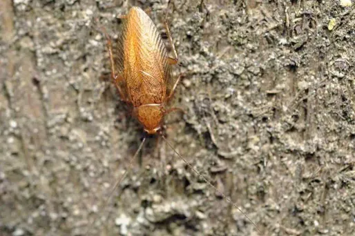 Des "super-cafards" ont envahi New York