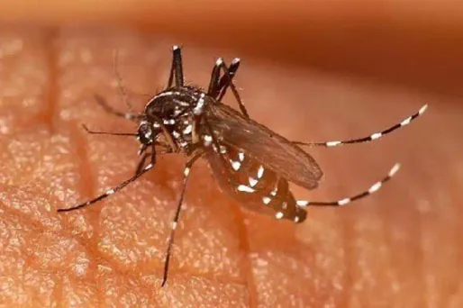 Deux cas de chikungunya à Saint-Martin