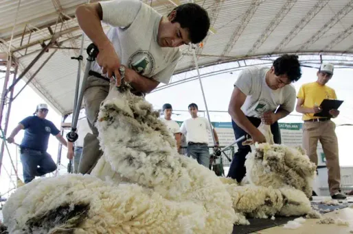 La tonte de mouton aux JO ?