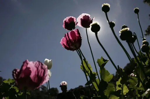 Le pavot est la plante qui sert à fabriquer l'héroïne.