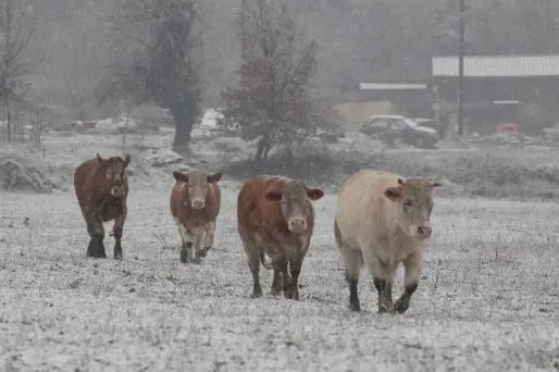 Neige: 14.000 foyers sans électricité