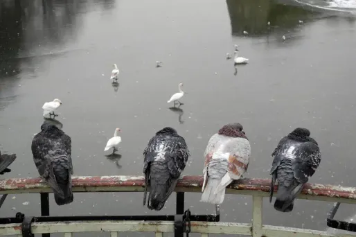 Le froid sera encore polaire ce week-end.