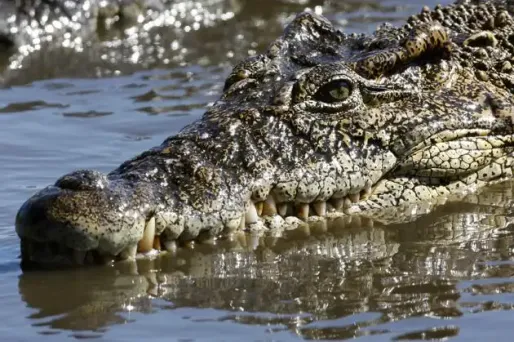 Un crocodile en cavale dans l'Essonne