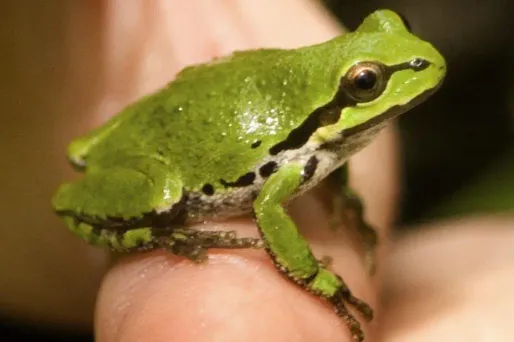 Une nouvelle espèce de grenouille à New York