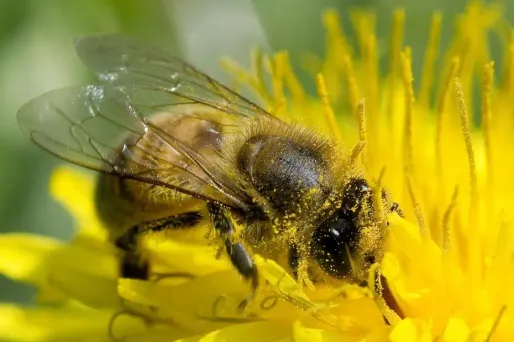 Les abeilles capables de "conceptualiser"