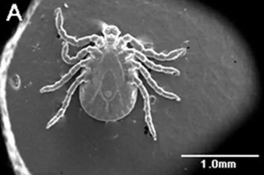 La tique, l'"animal le plus résistant"