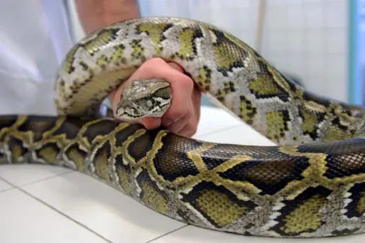 Un serpent sur le tableau de bord de l'avion