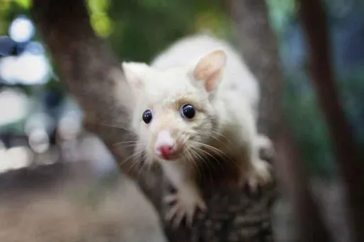 Le possum, un marsupial vivant dans les arbres néo-zélandais a inspiré ce jeu "bête".