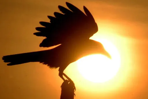 Harcelée depuis des mois par un corbeau