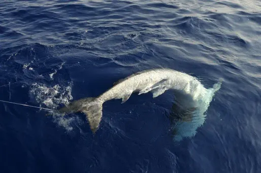 La Réunion : mystère autour des requins