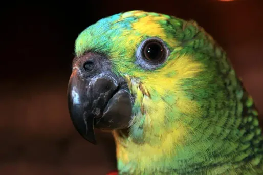 Cinq perroquets ont été volés depuis février dans l'agglomération lyonnaise.