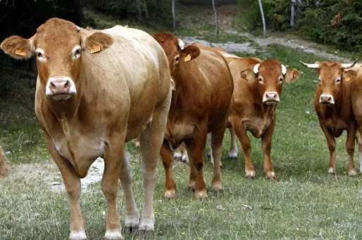 180 vaches limousines embarquent pour la Mongolie