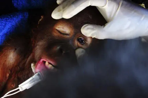 Un orang-outan survit à 104 plombs de chasse