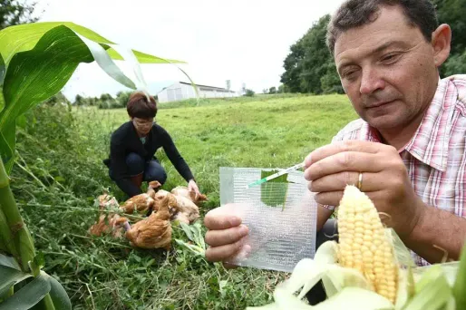 OGM : double charge contre l'étude choc