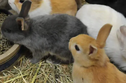 Condamné pour avoir tué des lapins au marteau