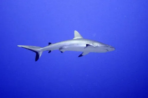 Il se retrouve nez à nez avec un requin