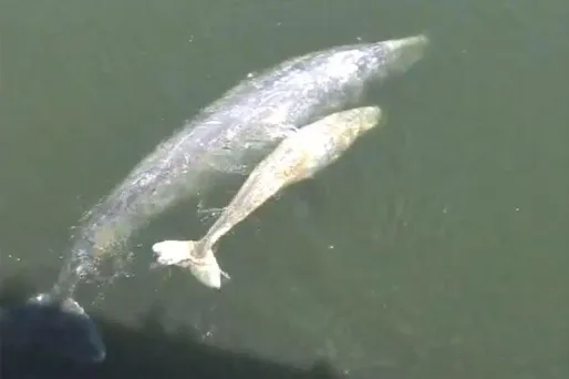 Une Baleine s'échoue à New-York