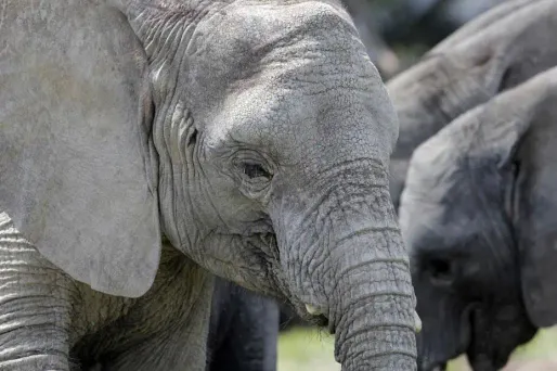 Russie : la vodka sauve les éléphants