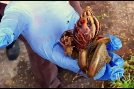 Un escargot japonais capable de s'automutiler